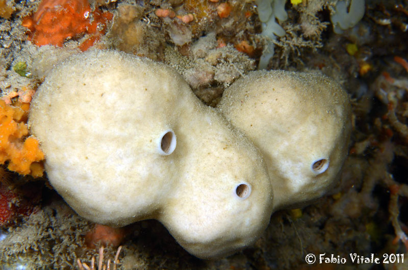 Poriferi in grotta